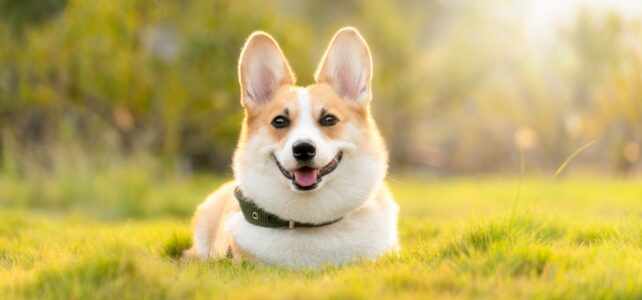 Quelle Est la Meilleure Assurance Santé pour Chien ?